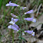 Slender Beardtongue