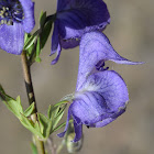 Nosed Aconitum