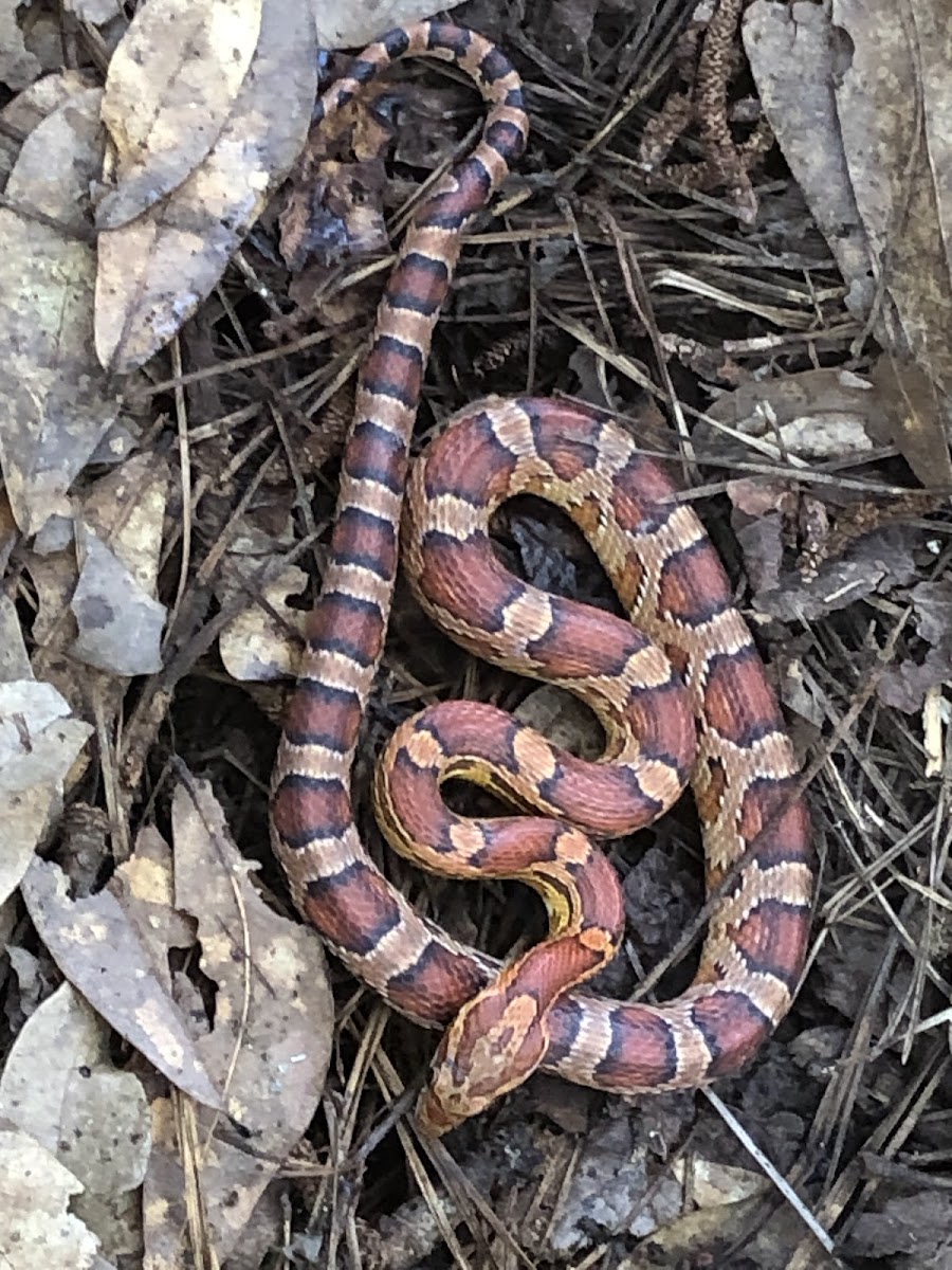 Corn Snake