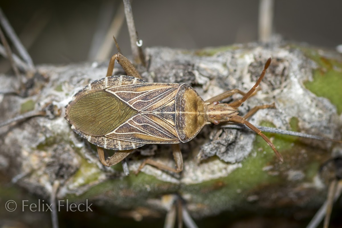 Chelinidae Leaf-footed Bug