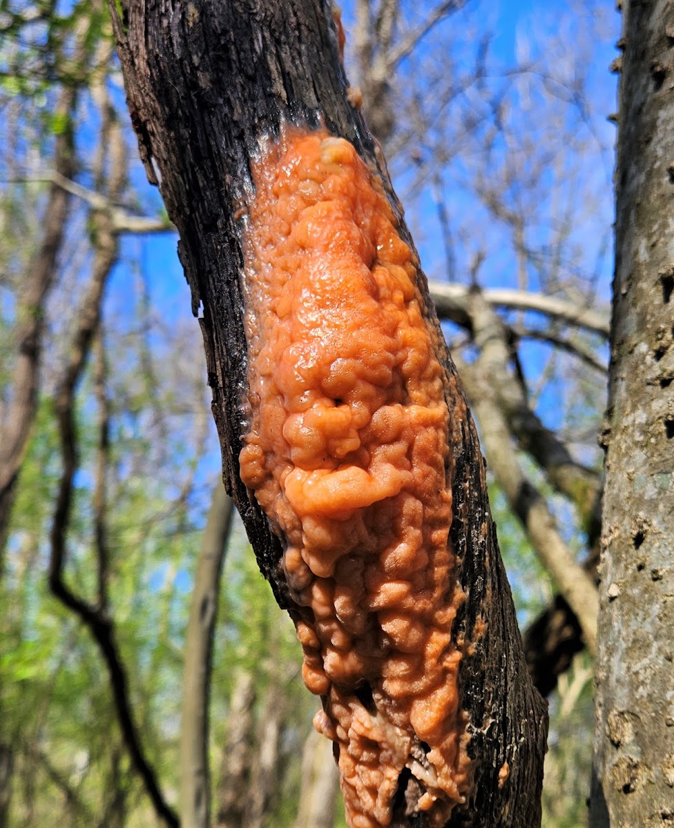 Deer Vomit fungus