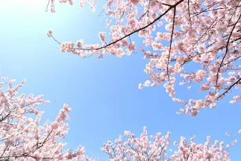 またこの桜の下で