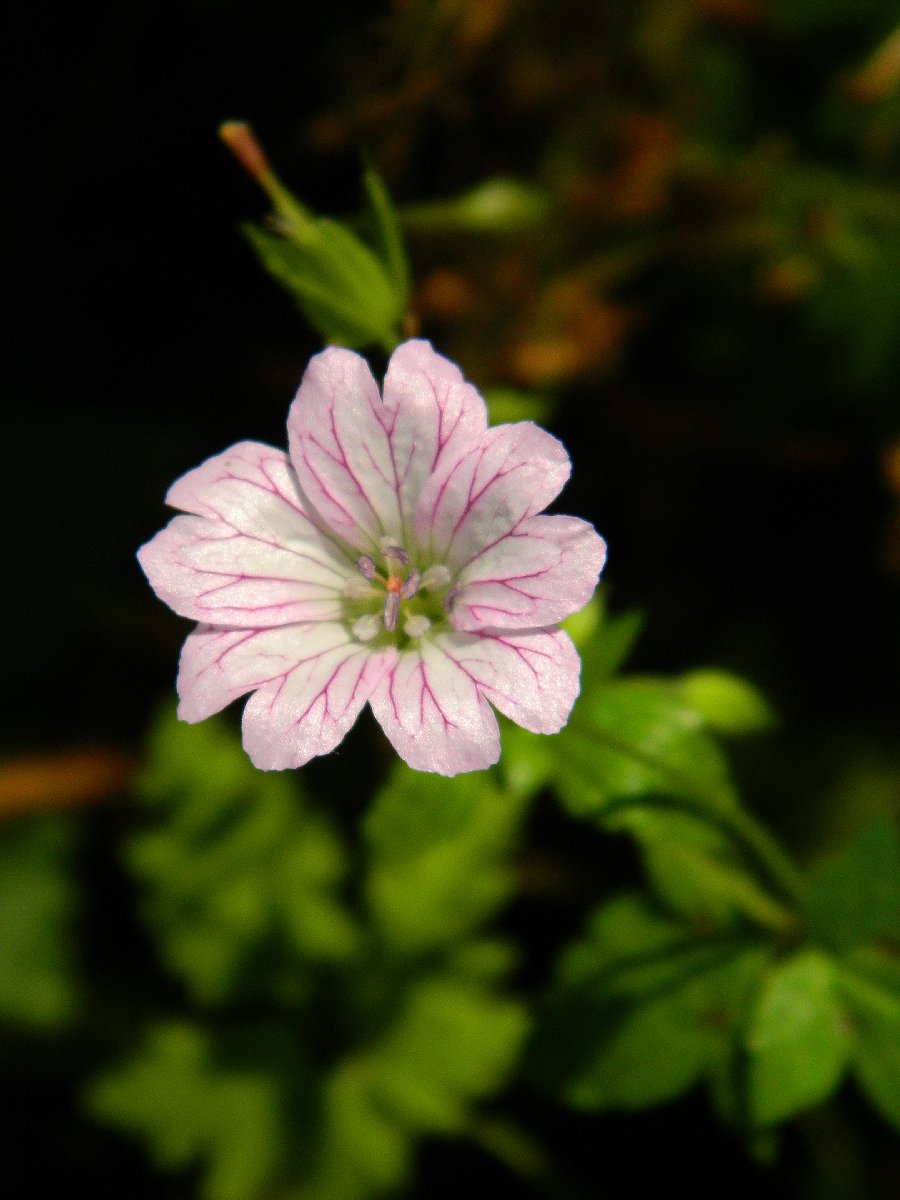 Pencilled Cranesbill