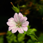 Pencilled Cranesbill