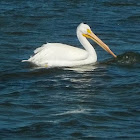 American White Pelican