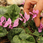 Cyclamen