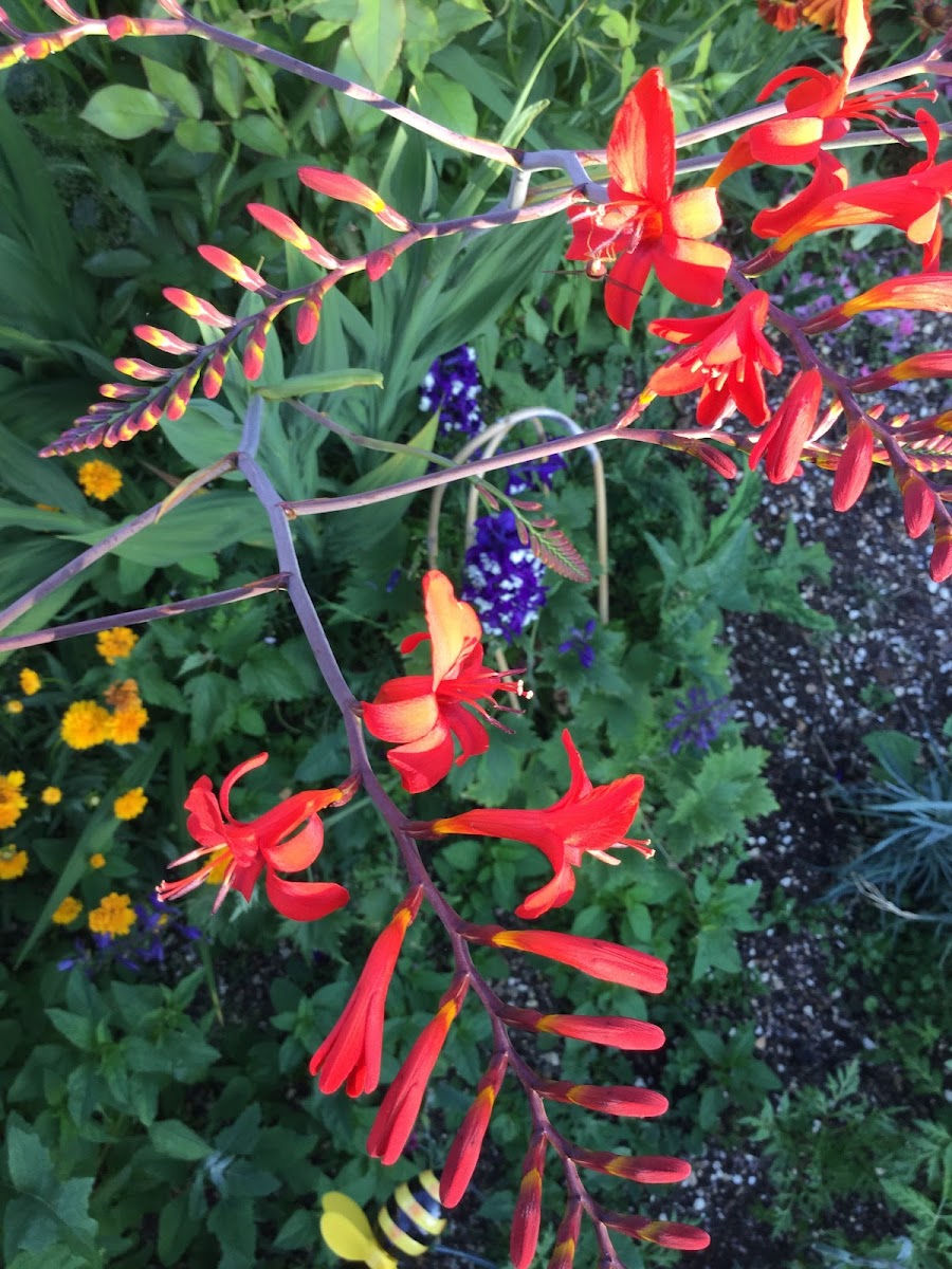 Crocosmia lucifer