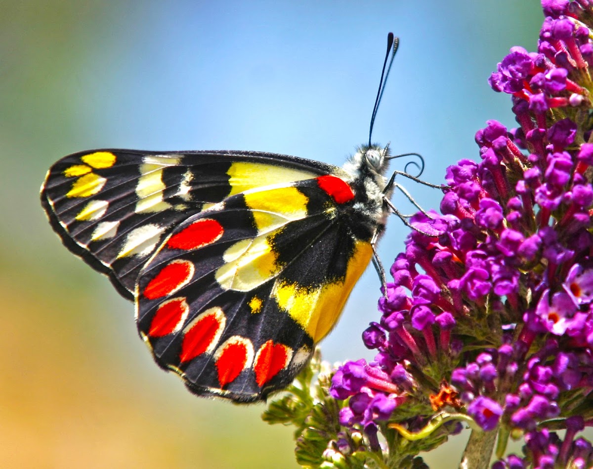 Red Spotted Jezebel