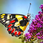 Red Spotted Jezebel