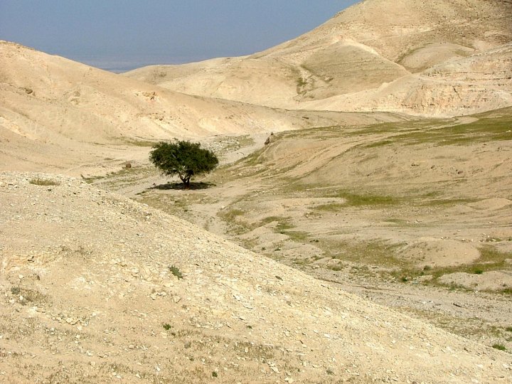 Ombra nel deserto di mca993