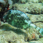 Honeycomb Cowfish