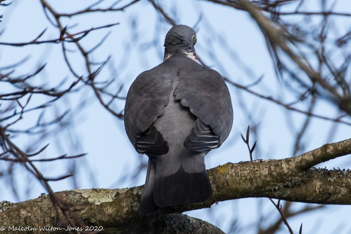 Woodpigeon