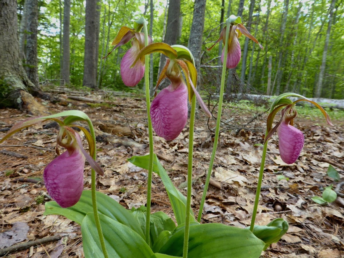 Pink Lady's Slipper