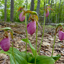 Pink Lady's Slipper