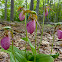 Pink Lady's Slipper