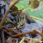 Northern leopard frog