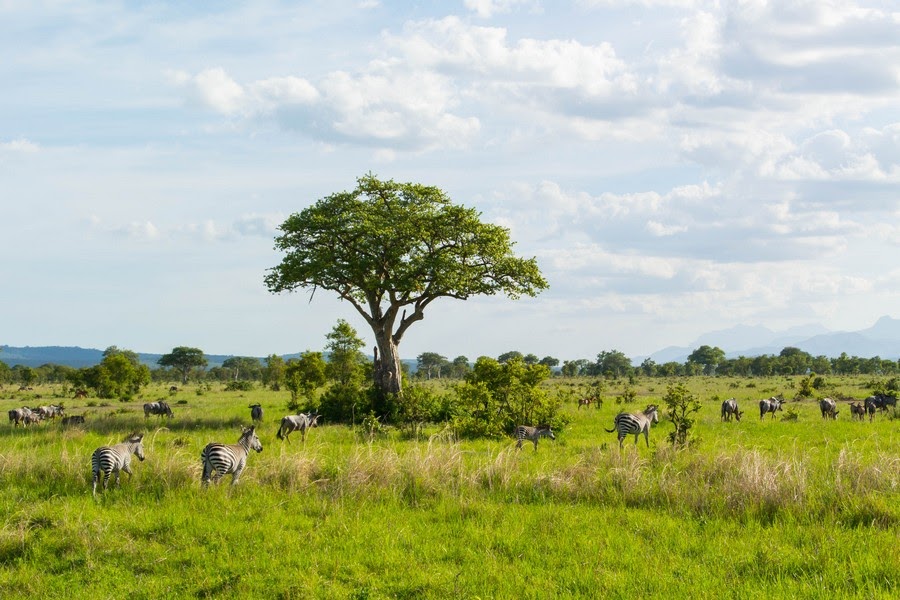 Танзания 2017: сафари в Микуми и Удзунгва Маунтинс, путешествие по Занзибар (цены, много фото и видео).