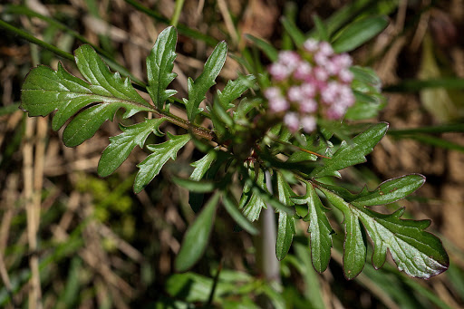 Centranthus calcitrapae