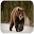 Bear sounds Download on Windows