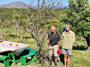 Tru-Cape new varietal expert  Buks Nel and quality assurance manager Henk Griessel with the ancient apple tree on Table Mountain.