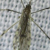 Limoniid Crane Fly