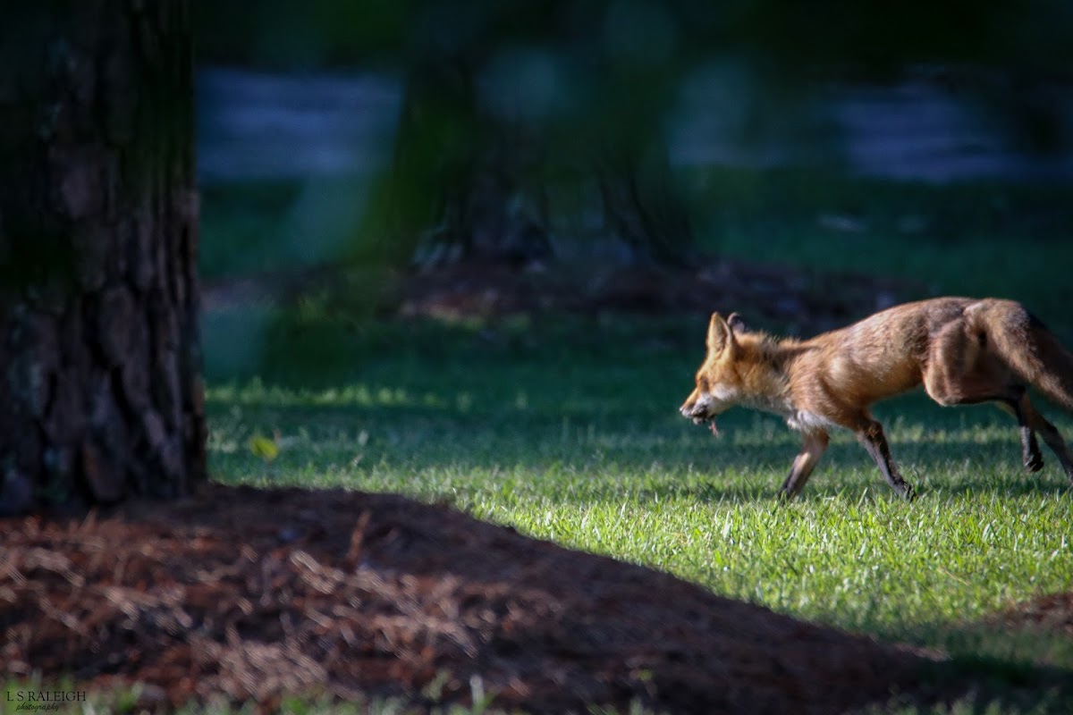 Red Fox