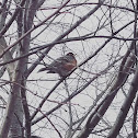 American Robin