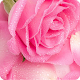 Download AppLock Theme Pink Rose For PC Windows and Mac 1.0.1