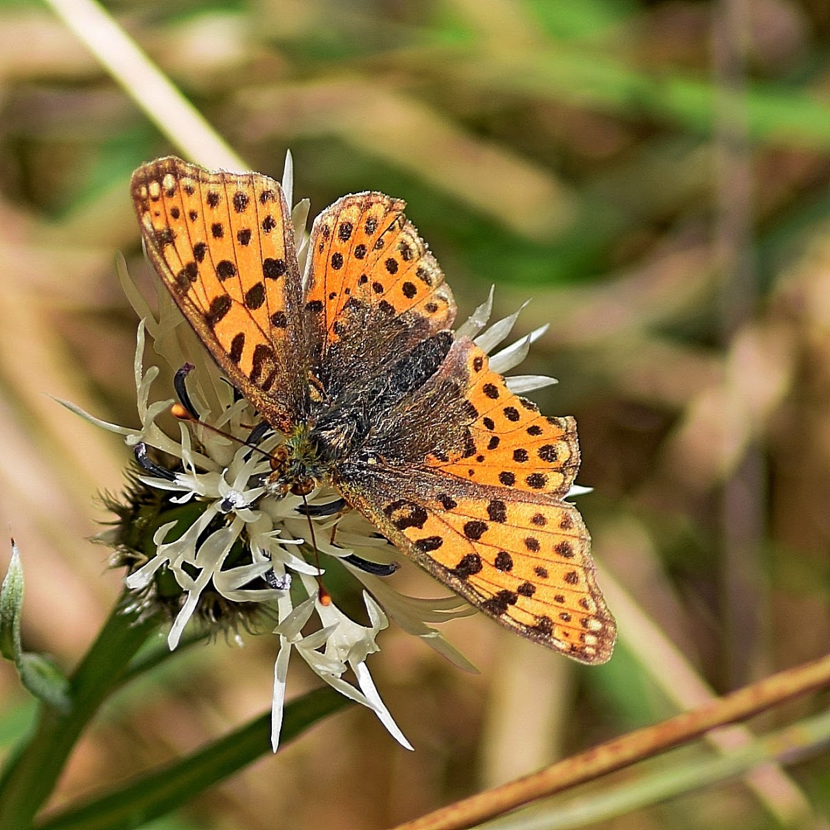 Queen of Spain Fritillary