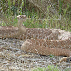 Red Diamond Rattlesnake