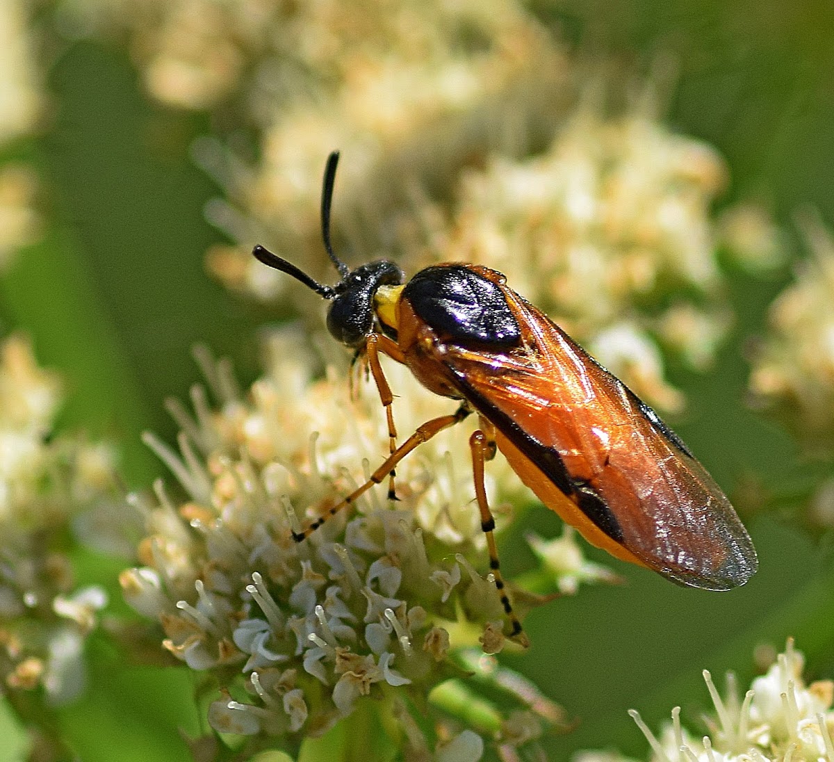 Rose Sawfly