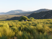 Rooibos has been registered as a Protected Designation of Origin product by the EU. File photo.