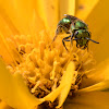 Sweat Bee