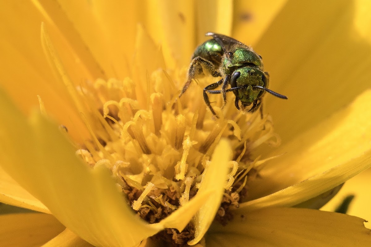 Sweat Bee