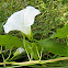 Hedge Bindweed