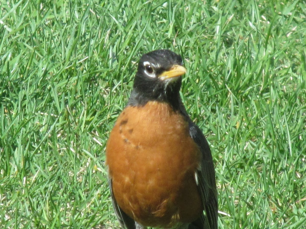 American Robin