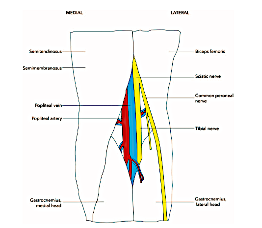 sciatic nerve branches