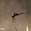 Marl Pennant Dragonfly