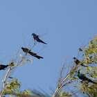 Long-tailed Glossy Starling