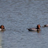 Pochard