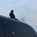 American Crow