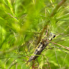 Swamp Grasshopper