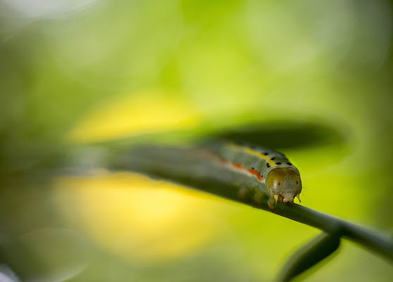 bug di Cinzia_torelli