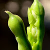 broad bean, fava bean