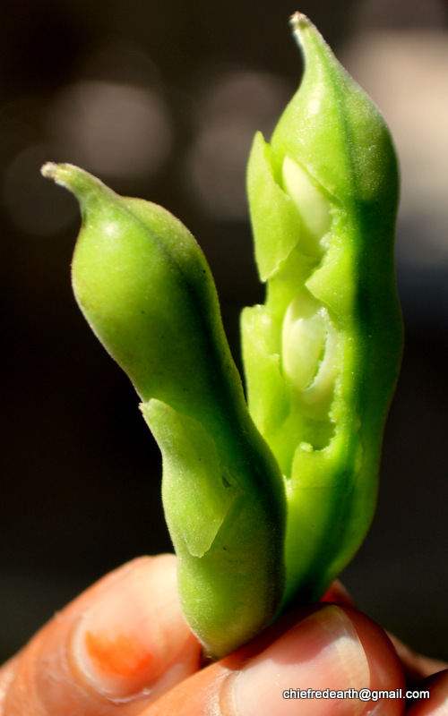 broad bean, fava bean