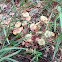 Miners Lettuce