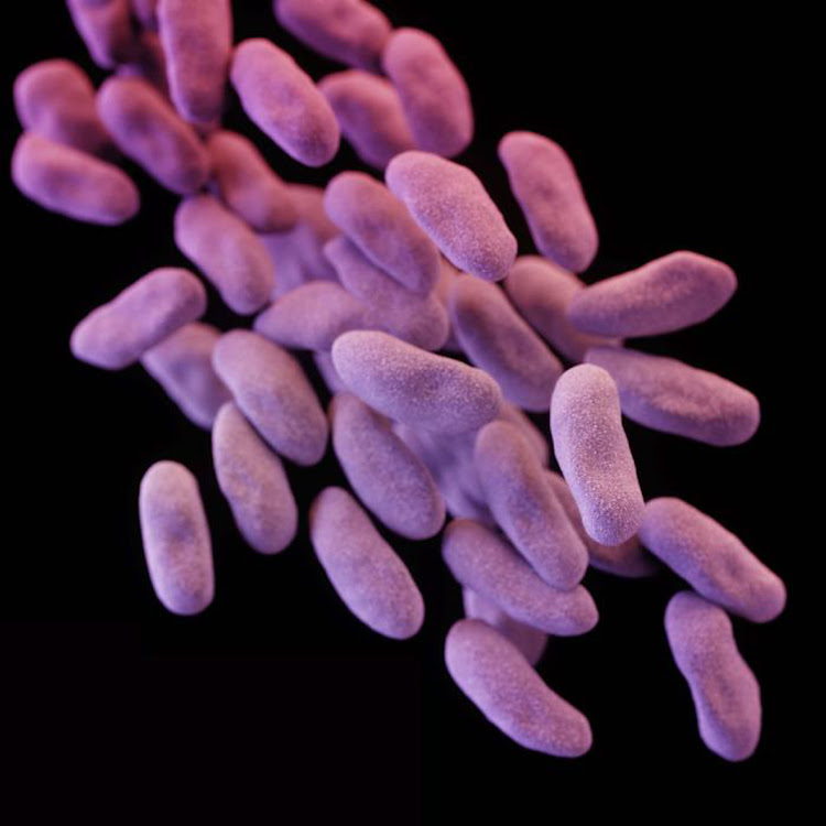 The drug-resistrant carbapenem-resistant Enterobacteriaceae bacteria.