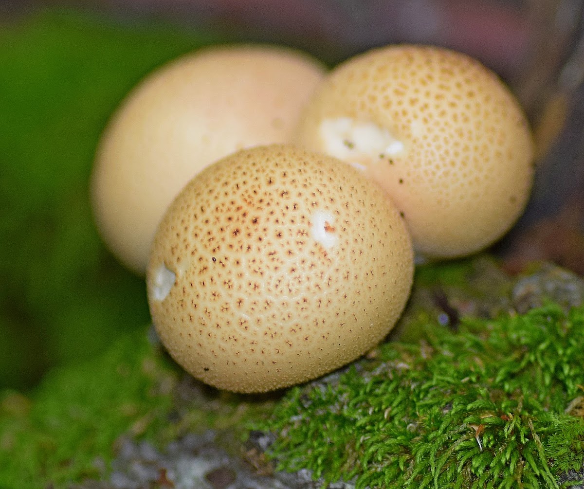 Stump Puffball