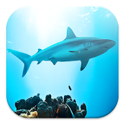 Shark Live Wallpapers 1.0 Icon