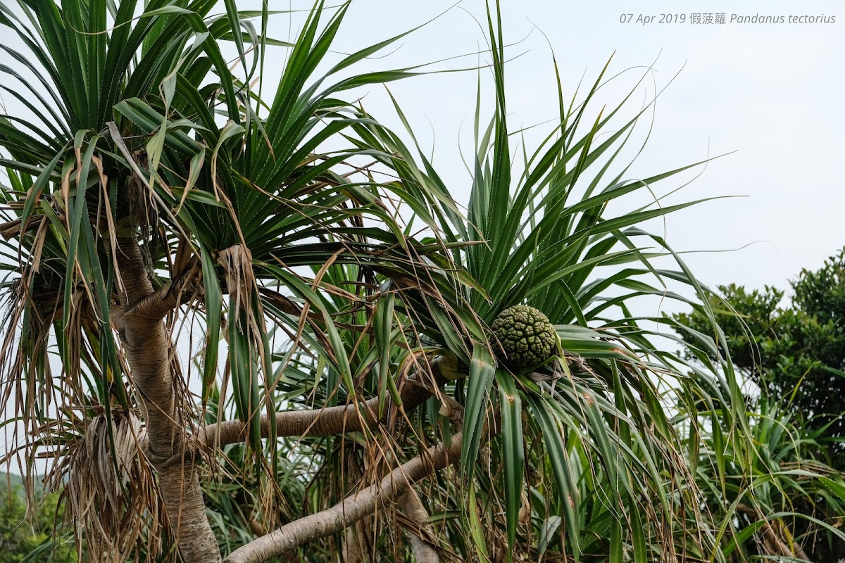 Pandanus tectorius 假菠蘿